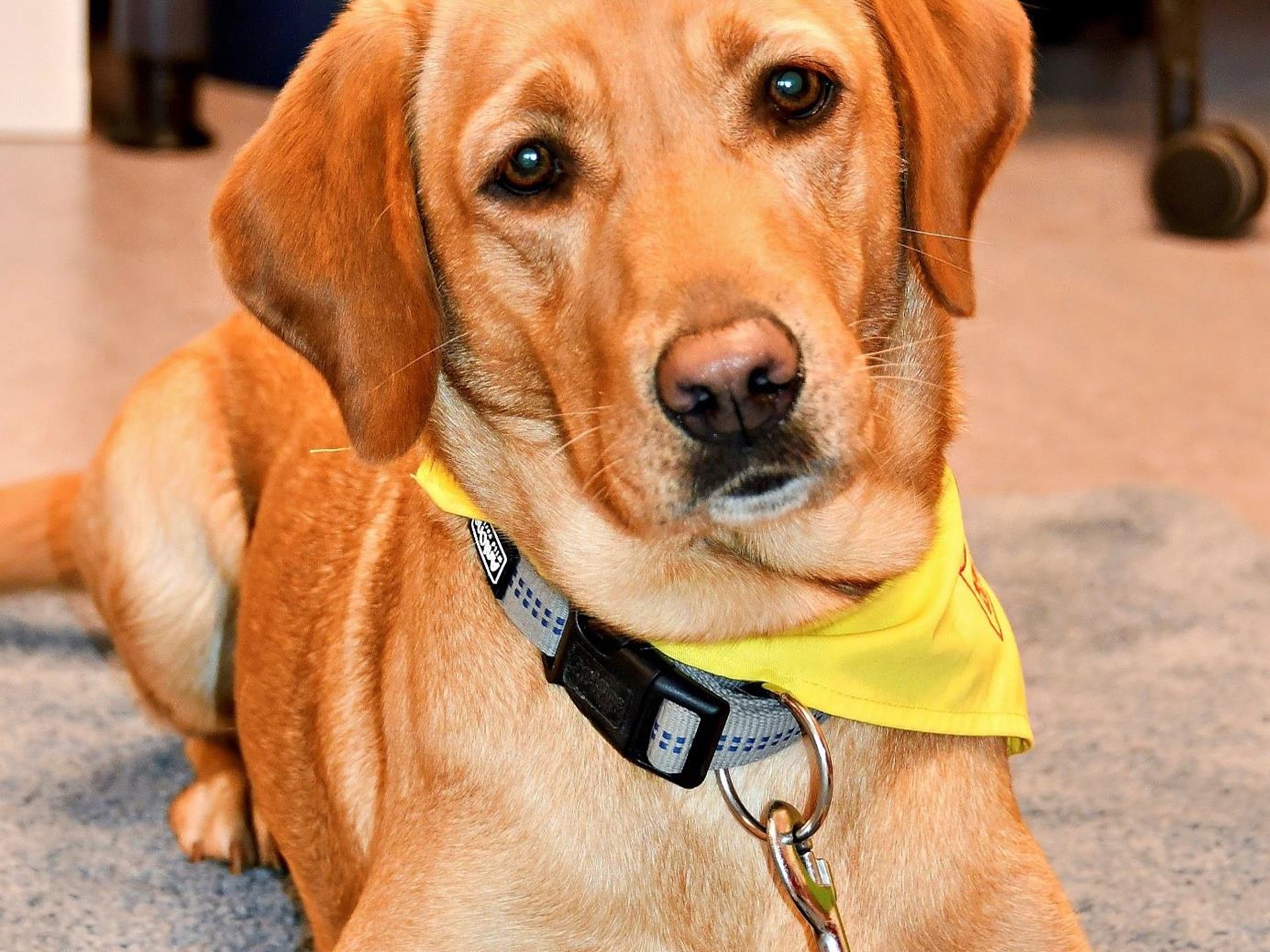 Hund liegt auf dem Boden