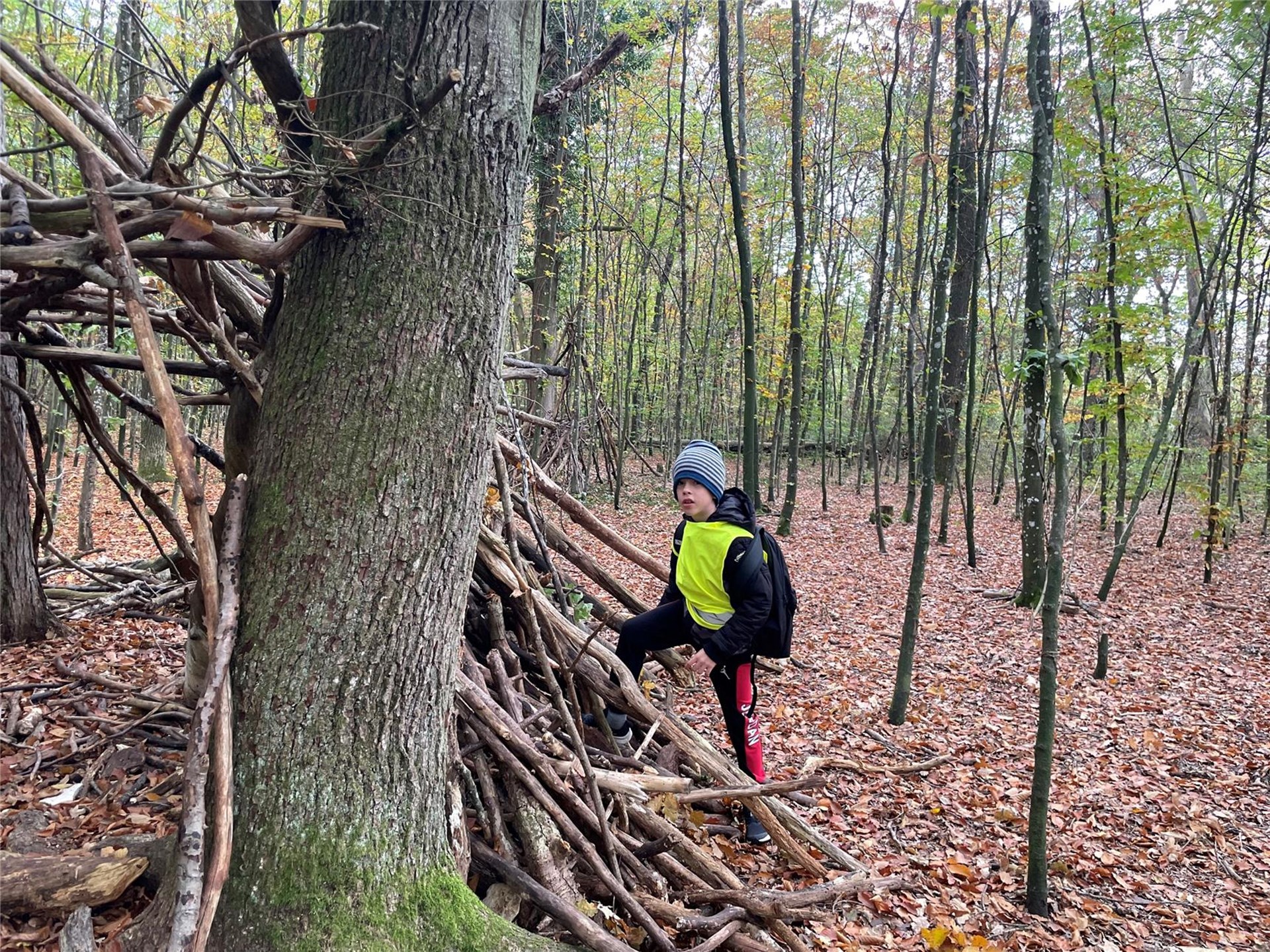 Wald - Kind steht vor vielen Zweigen